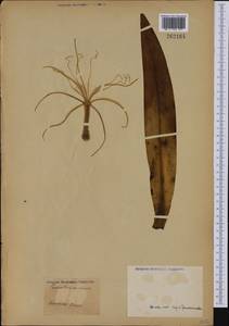 Hymenocallis caribaea (L.) Herb., Америка (AMER) (Неизвестно)