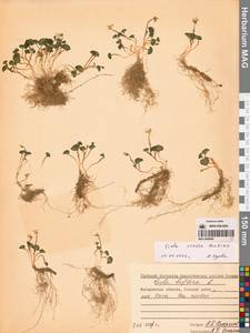 Фиалка толстая (Makino) Makino, Сибирь, Чукотка и Камчатка (S7) (Россия)