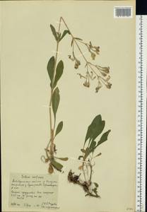 Смолевка поникшая L., Восточная Европа, Центральный район (E4) (Россия)