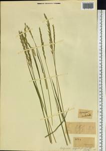 Пырейник изменчивый (Drobow) Tzvelev, Сибирь, Чукотка и Камчатка (S7) (Россия)