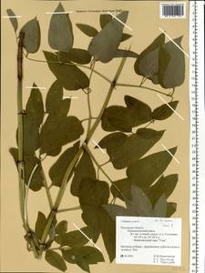 Ломонос прямой L., Восточная Европа, Центральный район (E4) (Россия)