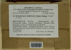 Dicranellopsis subulata (Hedw.) Bonfim Santos, Siebel & Fedosov, Гербарий мохообразных, Мхи - Карелия, Ленинградская и Мурманская области (B4) (Россия)