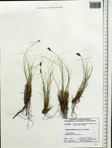 Carex macroprophylla (Y.C.Yang) S.R.Zhang, Сибирь, Центральная Сибирь (S3) (Россия)