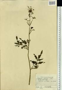 Pastinaca sativa var. sylvestris (Mill.) DC., Сибирь, Дальний Восток (S6) (Россия)