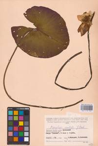 Кувшинка белоснежная C.Presl, Восточная Европа, Западный район (E3) (Россия)