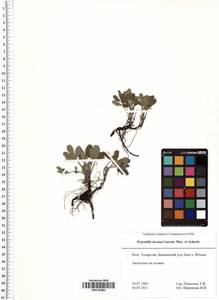 Potentilla cinerea subsp. incana (G. Gaertn., B. Mey. & Scherb.) Asch., Восточная Европа, Средневолжский район (E8) (Россия)