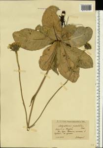 Trommsdorffia maculata (L.) Bernh., Восточная Европа, Нижневолжский район (E9) (Россия)