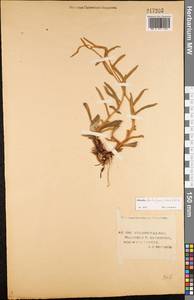 Pilosella echioides subsp. echioides, Восточная Европа, Нижневолжский район (E9) (Россия)