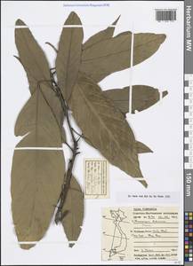 Lithocarpus balansae (Drake) A.Camus, Зарубежная Азия (ASIA) (Вьетнам)