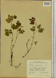 Малина арктическая, Княженика, Поленика L., Сибирь, Дальний Восток (S6) (Россия)