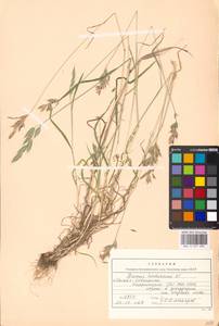 Bromus hordeaceus subsp. hordeaceus, Восточная Европа, Московская область и Москва (E4a) (Россия)