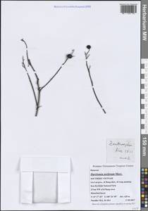 Гаррисония продырявленная (Blanco) Merr., Зарубежная Азия (ASIA) (Вьетнам)