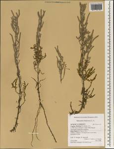 Sarcocornia fruticosa (L.) A. J. Scott, Зарубежная Азия (ASIA) (Кипр)