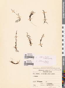 Пузырчатка средняя  Hayne, Сибирь, Чукотка и Камчатка (S7) (Россия)