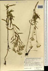 Achillea alpina subsp. alpina, Монголия (MONG) (Монголия)