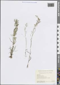 Poa persica Trin., Кавказ, Армения (K5) (Армения)