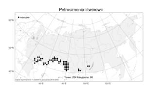 Petrosimonia litwinowii, Петросимония Литвинова Korsh., Атлас флоры России (FLORUS) (Россия)