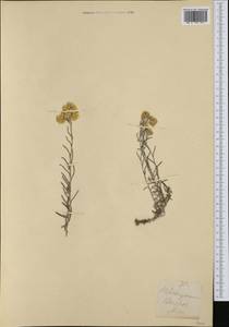 Helichrysum stoechas (L.) Moench, Западная Европа (EUR) (Франция)