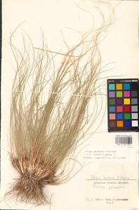 Ковыль Залесского Wilensky, Средняя Азия и Казахстан, Прикаспийский Устюрт и Северное Приаралье (M8) (Казахстан)