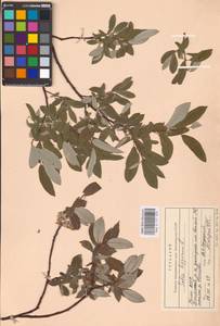 Ива лопарская L., Восточная Европа, Северный район (E1) (Россия)