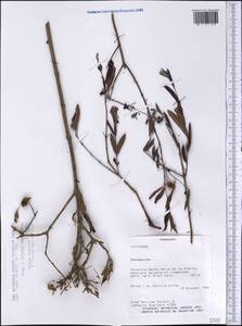 Eugenia anomala D. Legrand, Америка (AMER) (Парагвай)