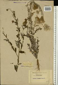 Cirsium arvense var. vestitum Wimm. & Grab., Восточная Европа, Ростовская область (E12a) (Россия)