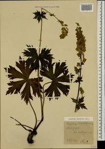 Борец восточный Mill., Кавказ, Ставропольский край, Карачаево-Черкесия, Кабардино-Балкария (K1b) (Россия)