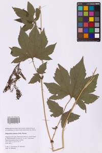 Filipendula digitata (Willd.) Bergmans, Сибирь, Дальний Восток (S6) (Россия)