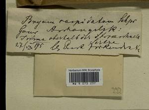 Ptychostomum creberrimum (Taylor) J.R. Spence & H.P. Ramsay, Гербарий мохообразных, Мхи - Архангельская и Вологодская области, Коми, Ненецкий АО (B7) (Россия)