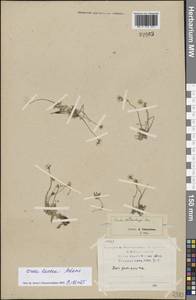 Крупка молочно-белая Adams, Восточная Европа, Северный район (E1) (Россия)