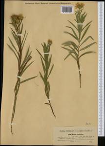 Pentanema ensifolium (L.) D. Gut. Larr., Santos-Vicente, Anderb., E. Rico & M. M. Mart. Ort., Западная Европа (EUR) (Австрия)