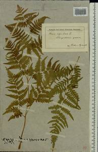 Pteridium aquilinum subsp. pinetorum (C. N. Page & R. R. Mill) J. A. Thomson, Восточная Европа, Средневолжский район (E8) (Россия)