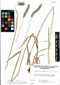 Alopecurus arundinaceus × pratensis, Сибирь, Прибайкалье и Забайкалье (S4) (Россия)