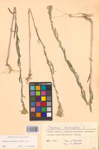 Желтушник душистый Ehrh., Восточная Европа, Центральный лесостепной район (E6) (Россия)