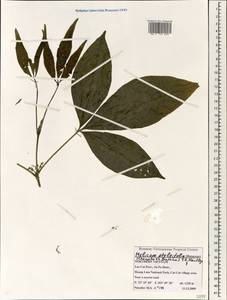 Меликопе птелеелистная (Champ. ex Benth.) T. G. Hartley, Зарубежная Азия (ASIA) (Вьетнам)