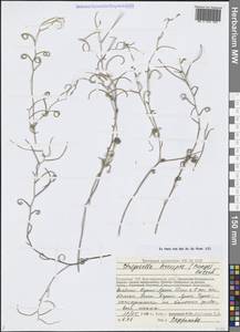 Strigosella brevipes (Bunge) Botsch., Средняя Азия и Казахстан, Прикаспийский Устюрт и Северное Приаралье (M8) (Казахстан)