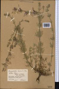 Змееголовник дваждыперистый Rupr., Средняя Азия и Казахстан, Северный и Центральный Тянь-Шань (M4) (Киргизия)