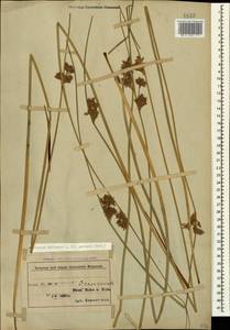 Ситник искривленный L., Кавказ, Азербайджан (K6) (Азербайджан)