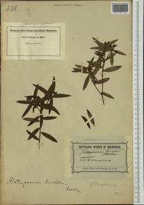 Pittosporum bicolor Hook., Австралия и Океания (AUSTR) (Австралия)