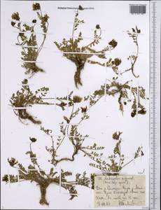 Астрагал, Средняя Азия и Казахстан, Западный Тянь-Шань и Каратау (M3) (Киргизия)