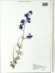 Живокость, Восточная Европа, Московская область и Москва (E4a) (Россия)