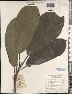 Ficus auriculata Lour., Зарубежная Азия (ASIA) (КНР)