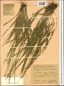 Коротконожка лесная (Huds.) P.Beauv., Кавказ, Северная Осетия, Ингушетия и Чечня (K1c) (Россия)
