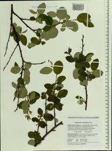 Кизильник рыхлоцветковый (J. Jacq.) Lindl., Восточная Европа, Северный район (E1) (Россия)