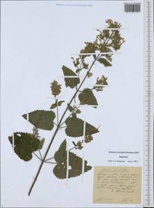 Lamiaceae, Средняя Азия и Казахстан, Западный Тянь-Шань и Каратау (M3) (Киргизия)