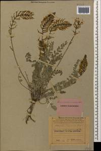 Astragalus prilipkoanus Grossh., Кавказ, Азербайджан (K6) (Азербайджан)