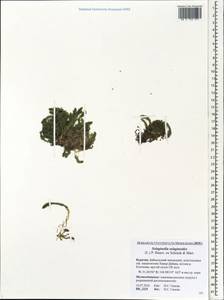 Selaginoides spinulosa (A. Braun ex Döll) Li Bing Zhang & X. M. Zhou, Сибирь, Прибайкалье и Забайкалье (S4) (Россия)