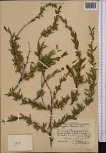 Prunus petunnikowii (Litv.) Rehder, Средняя Азия и Казахстан, Западный Тянь-Шань и Каратау (M3) (Узбекистан)
