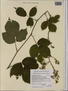 Rubus rivularis Wirtg. & P. J. Müll., Западная Европа (EUR) (Болгария)