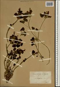 Lamium garganicum var. armenum (Boiss.) Mennema, Зарубежная Азия (ASIA) (Турция)